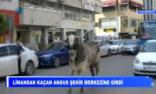 Şehir Merkezini Birbirine Katan Kaçak Angus