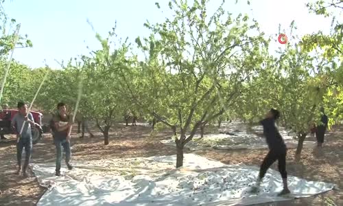 Şanlıurfa Bademi Adıyaman Bademine Rakip Oluyor