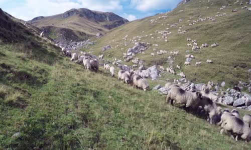  Sevda Şengüler Yaylaların Yoğurdu Ninnisi 