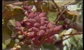 Siirt Fıstığı Ve Bıttım Sabunu