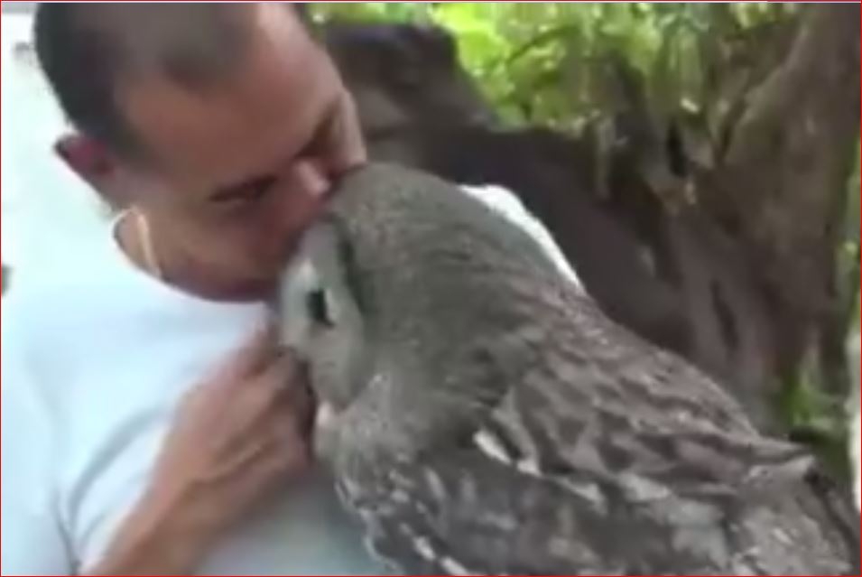 Çok Güzel Bi Kukumav Kuşu