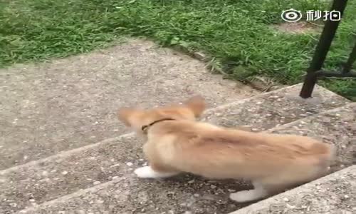 Merdivenlerden Korkarak İnen Sevimli Köpek