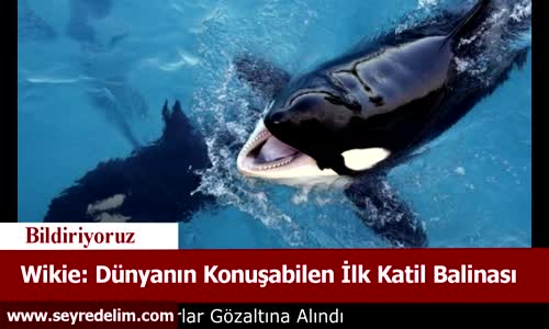 Wikie Dünyanın Konuşabilen İlk Katil Balinası