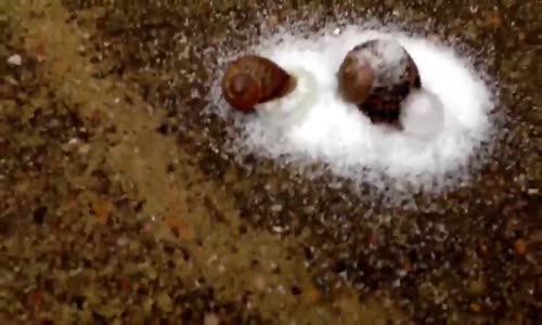 Salyangoza Tuz Dökülürse Ne Olur ?