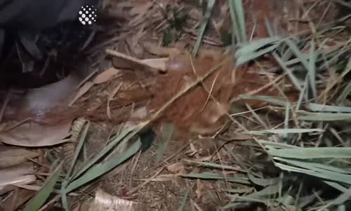 Balık Ağına Takılan Kobrayı Kurtaran Adam