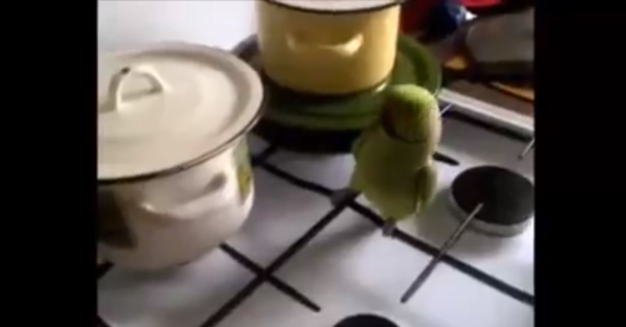 Papagan Bakın Sahibini Nasıl Uyandırıyor 