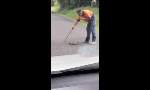 Yılanı Çıplak Elle Yakalayıp Çalılıklara Bırakan Adam