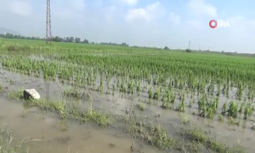 Bakan Yanık, doludan zarar gören tarım arazilerinde köylülerin sorunlarını dinledi