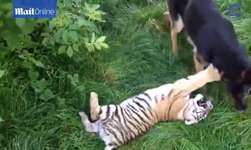 Kaplanlar Ve Köpeklerin Dostluğu