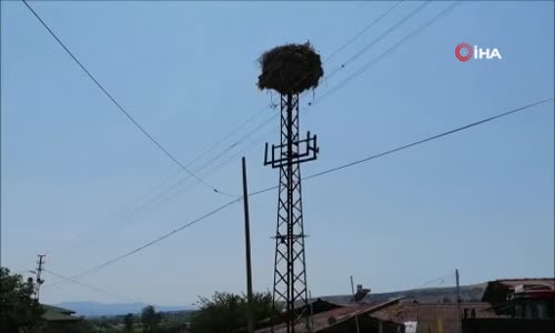 Mahallelinin 'leylek' takvimi 