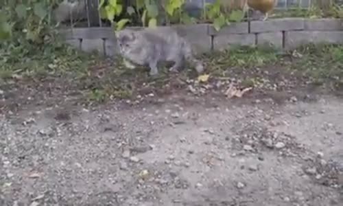 Kediye Ders Veren Psikopat Tavuk