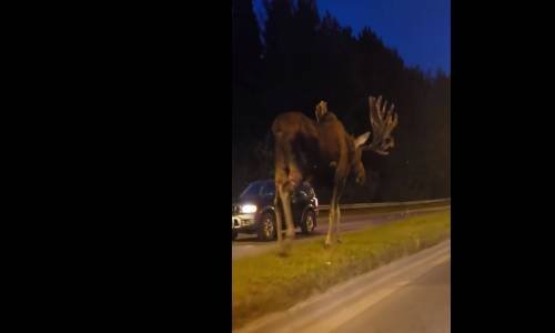 Alaska Sokaklarında Dolaşan Dev Geyik