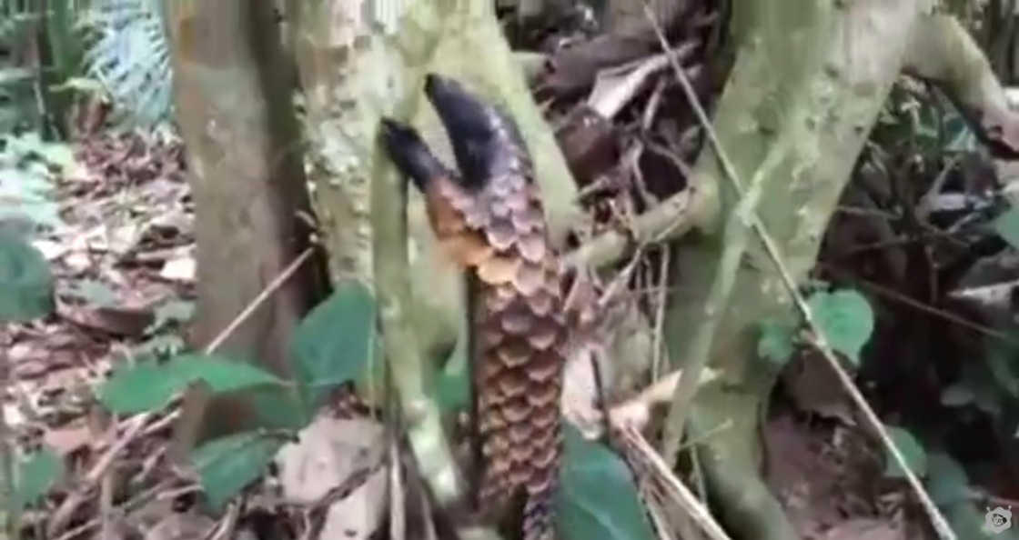 Bu Nasıl Bir Hayvan Böyle