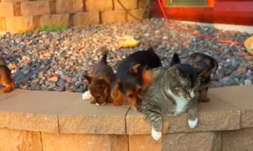 Bir Kedi Ve Onca Köpek