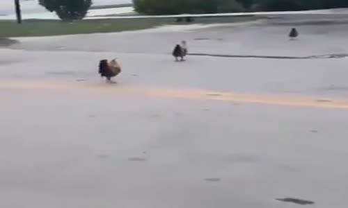 Çok Yanlış Yere Doğru Giden Tavuklar 