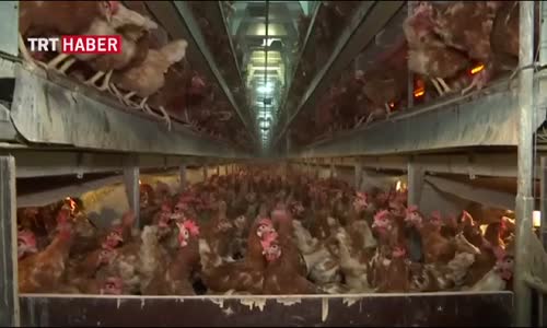 Zehirli Yumurta İtalya'da da Çıktı