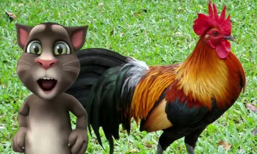 Horozumu Kaçırdılar - Tom Çocuk Şarkıları - Okul Şarkıları