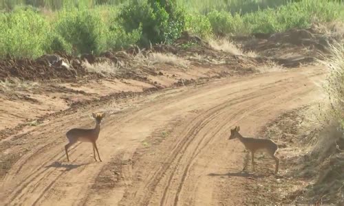 Yavru Geyiklerin Arasındaki İlginç Tartışma