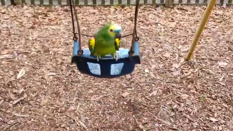 Salıncak Sevdalısı Çılgın Papağan!