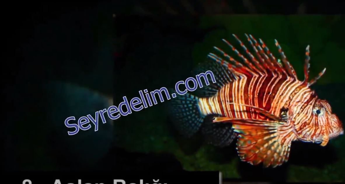 Tehlikeli Okyanus Canlıları 