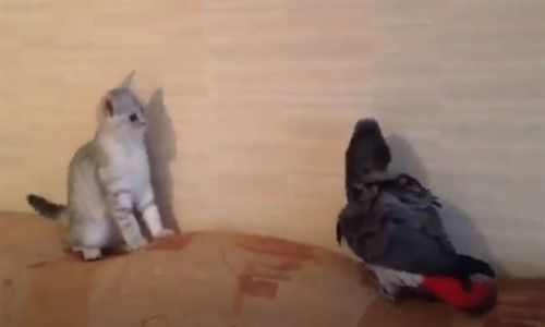 Yavru Kedi ve Papağanın ilk Karşılaşması