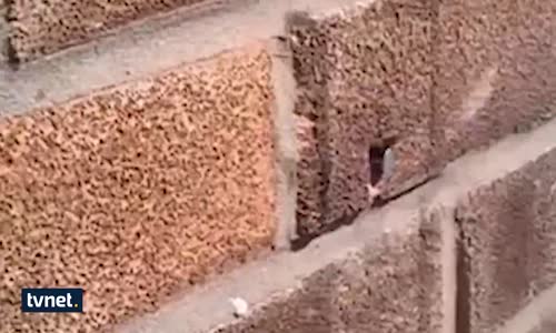 Arı Yuva Yapmak İçin Çiviyi Yerinden Çıkarıyor