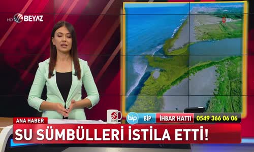 SU SÜMBÜLLERİ İSTİLA ETTİ