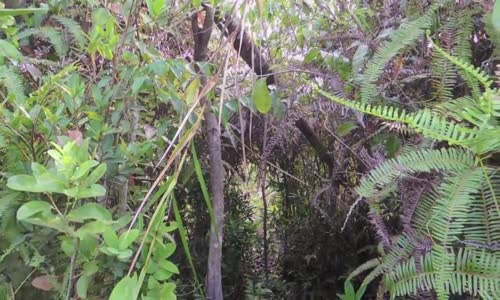 Gerçek ve doğal balın tehlikeli toplanışı.