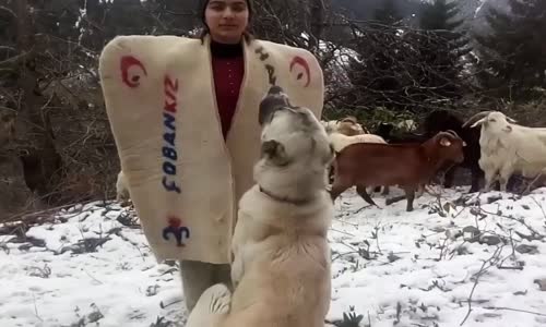 Çoban Kızın Andı 