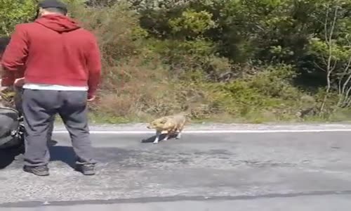 Çakaldan Çakal Hareket 