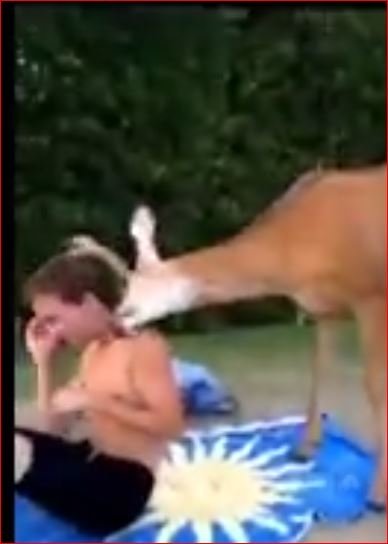 Çok Tatlı Bi Geyik