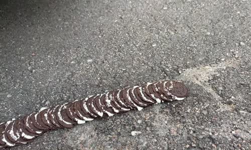 Araba - Kaktüs Testi # 152