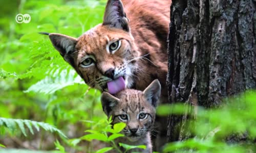 Almanya’nın vahşi doğası