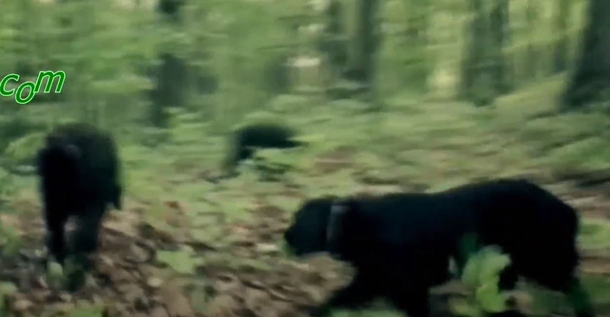 Yüzlerce Köpek Overtoun Köprüsünden Neden Atlıyor?