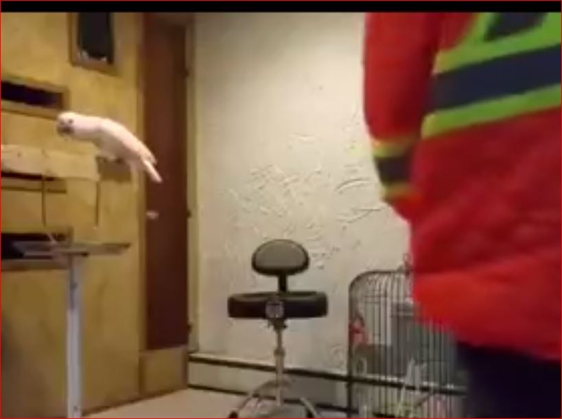 Kafesini Kıran Adama Ana Bacı Küfreden Papağan