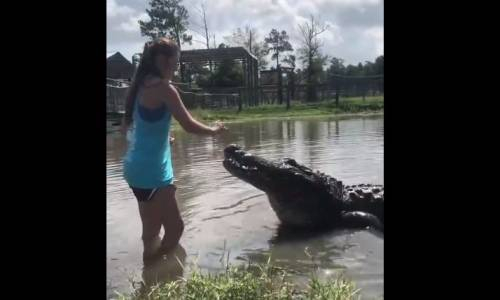 Dev Timsahı Besleyen Korkusuz Kadın