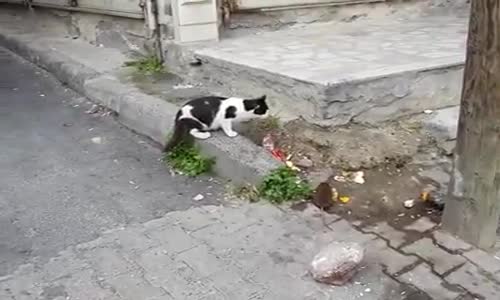 Kedilere Kafa Tutan Fare 