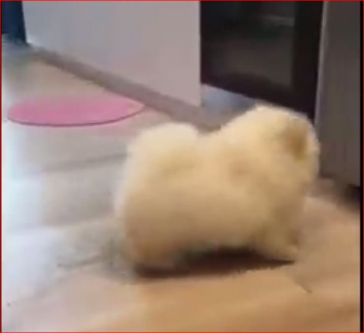 Yok Böyle Yürüyüş