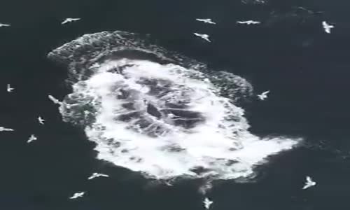 Balinarın balıkları yemesi böyle oluyor