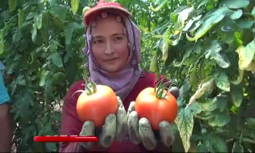 Domatesin Fiyatı Yüzde 50 Arttı 
