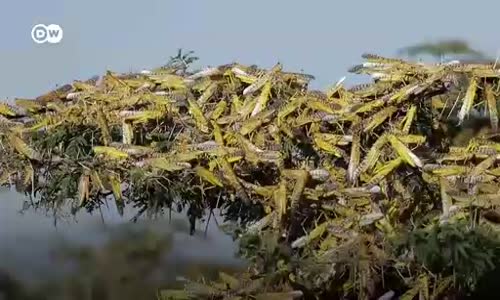 Afrika ve Asya'da çekirge istilası