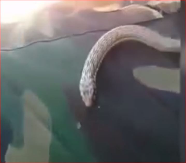 Mehmetçiğin Yılanla Olan Diyaloğu