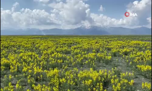 Bu güzelliğin koparmanın cezası 109 bin TL 