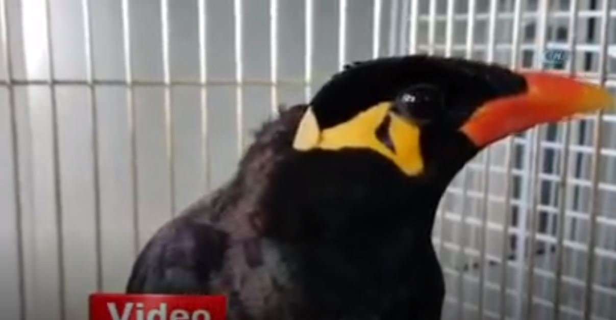 'Konuşan Karga' Koruma Altında 