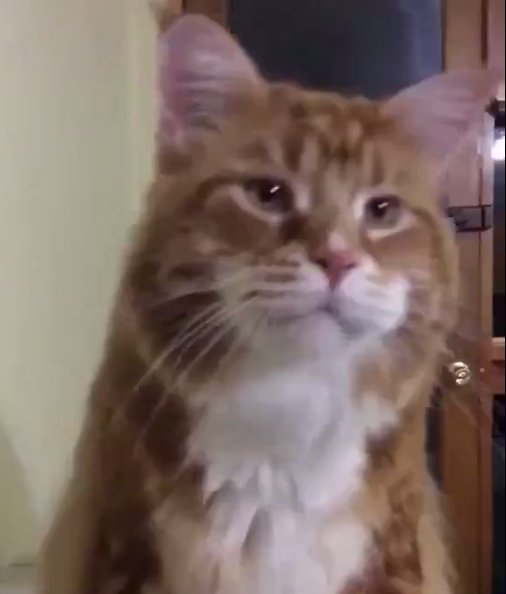 Avustralya'daki 1.2 Metrelik Dev Ev Kedisi