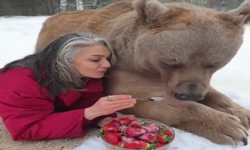 Ayıya Kendi Elleriyle Çilek Yediren Abla