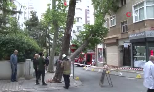 Kadıköy'de şiddetli rüzgara dayanamayan ağaç binanın üstüne devrildi