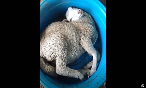 Leğen İçinde Keyif Yapan Kuzu