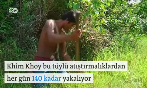 Kamboçyalıların Tercihi: Kızartılmış Tarantula