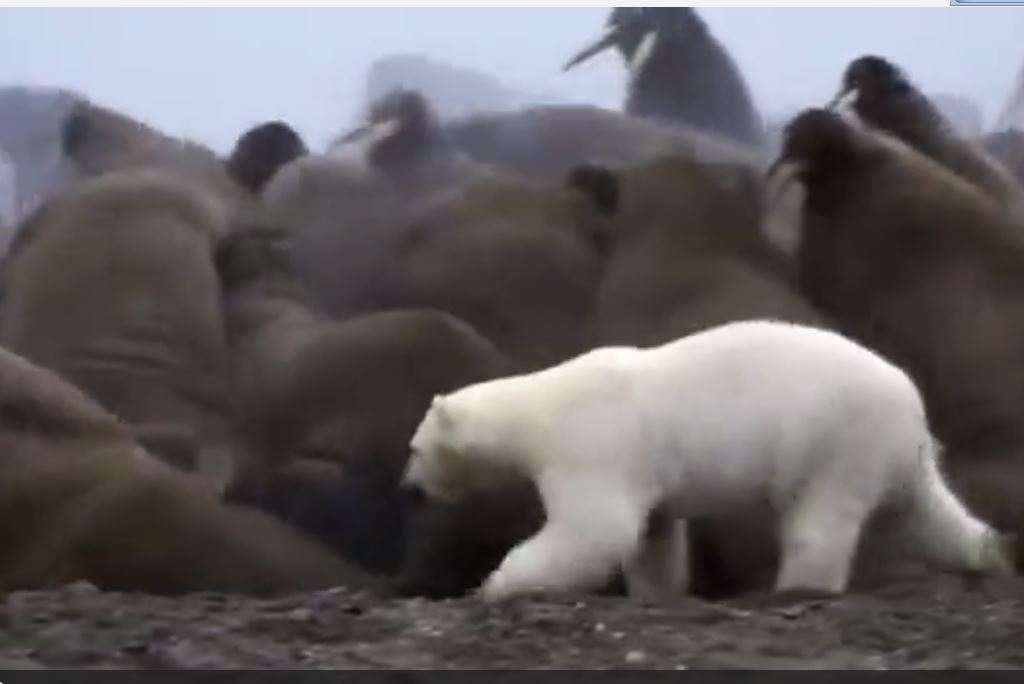 Kutup Ayısının Deniz Aslanlarına Saldırması